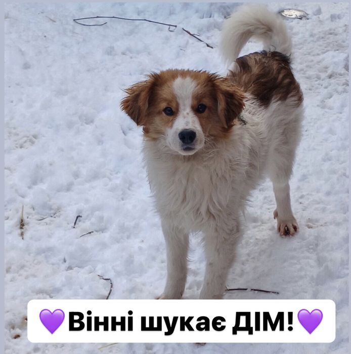 Хлопчик Вінні шукає дім!