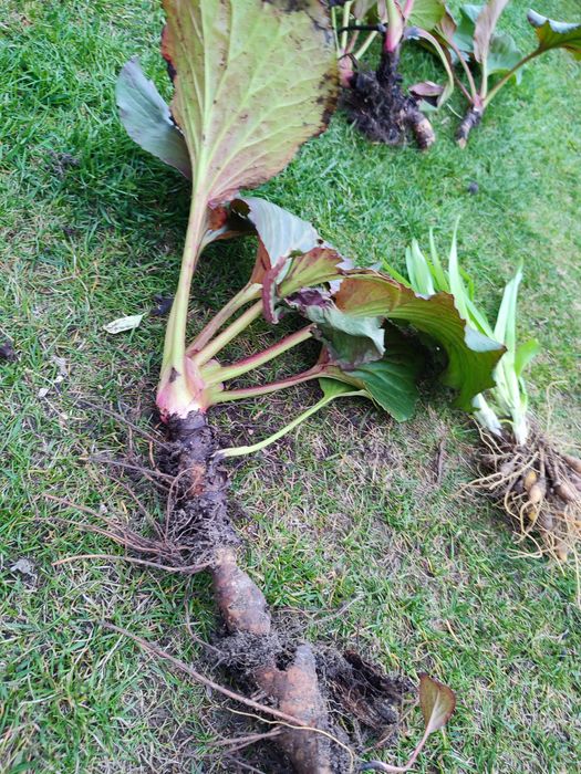 Bergenia cilita           Liliowiec