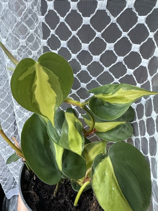 Filodendron Philodendron brasil