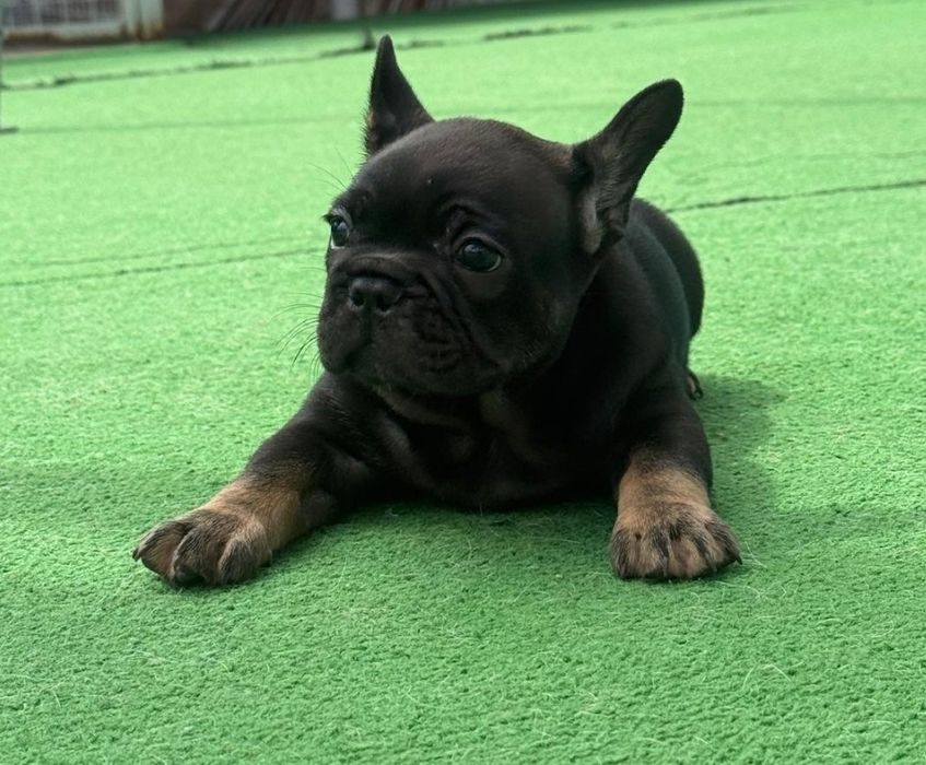 Bulldog francês macho black tan