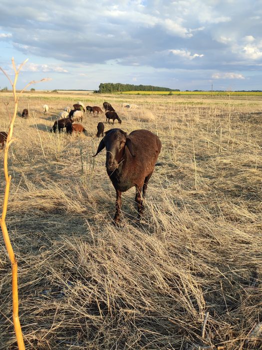 Продам курдючного барана