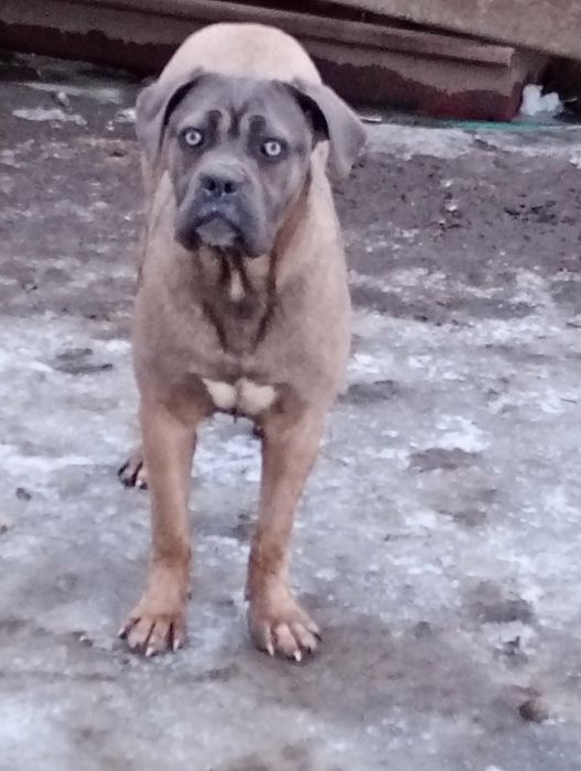 Cane Corso sunia formentino