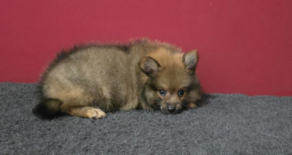 Spitz alemão anão