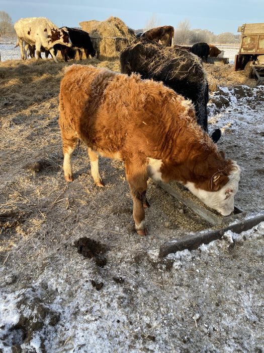 Sprzedam byczki i jałówki odsdki