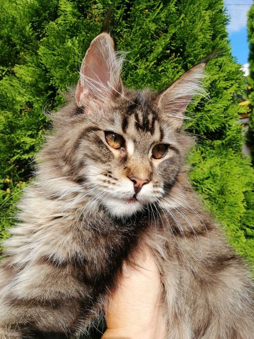 Кошечка, черный мрамор Мейн Кун