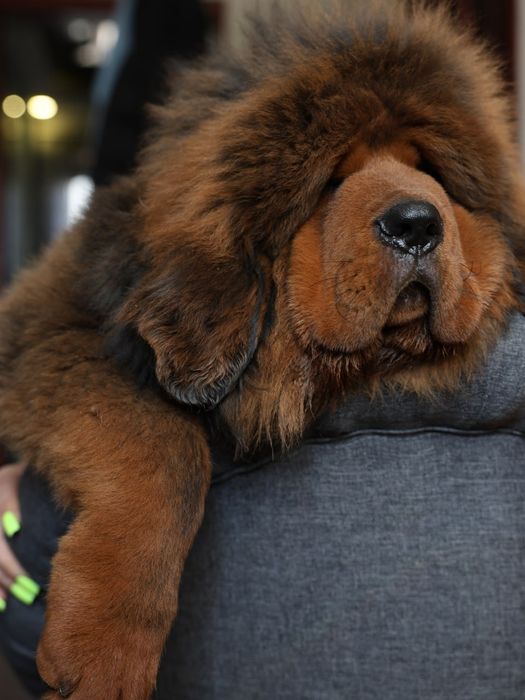 Мальчик Тибетский мастиф