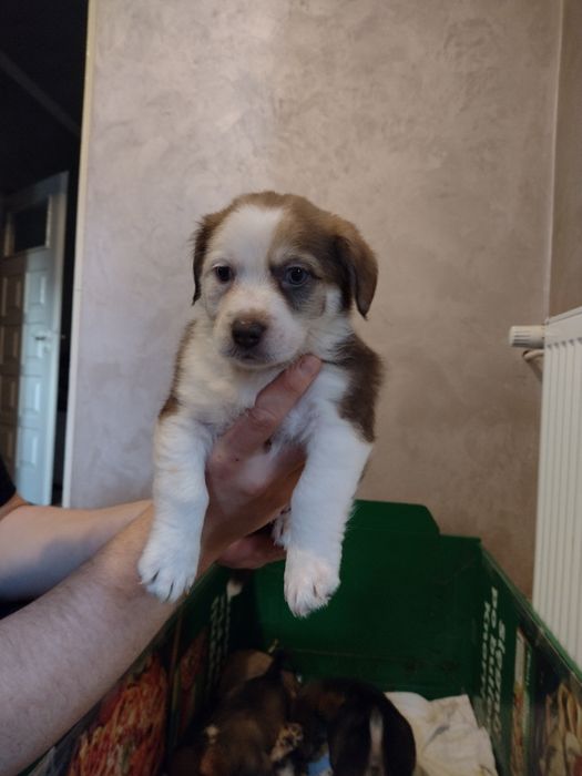 Szczeniaki mieszance po półpekinczykach