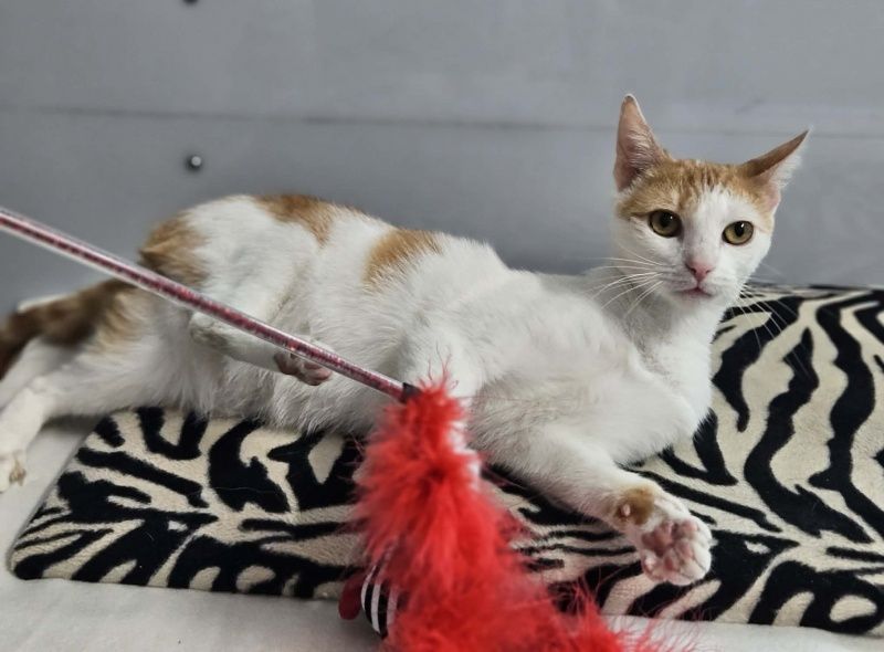 Fox szuka domu tymczasowego!