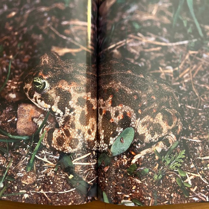 A Nossa Natureza : Espécies Protegidas (2 volumes, Aupper)