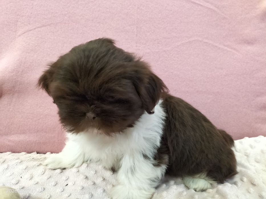 Piesek Shih tzu Rezerwacja