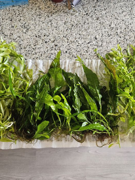 Plantas de aquário