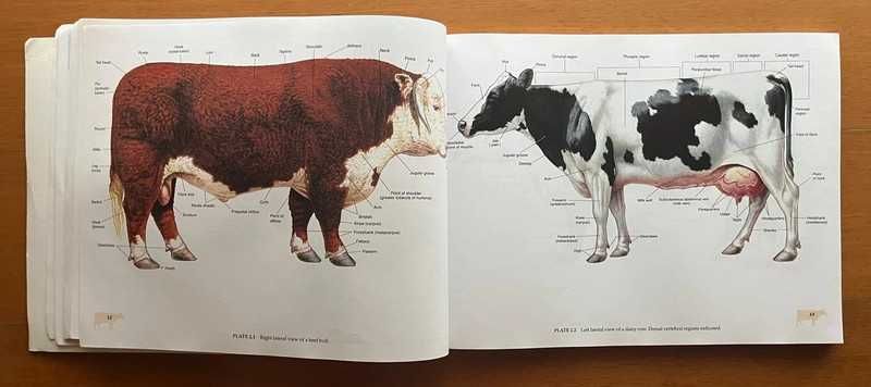 Spurgeon'S Color Atlas Of Large Animal Anatomy - The Essentials