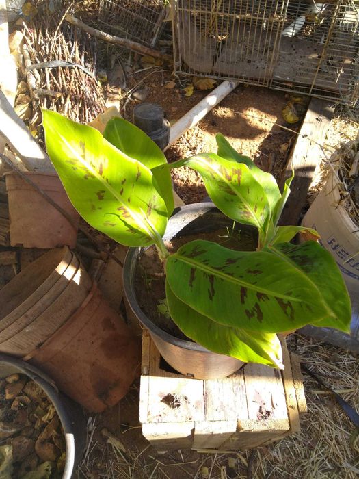 Bananeiras da Madeira e bananas-pão