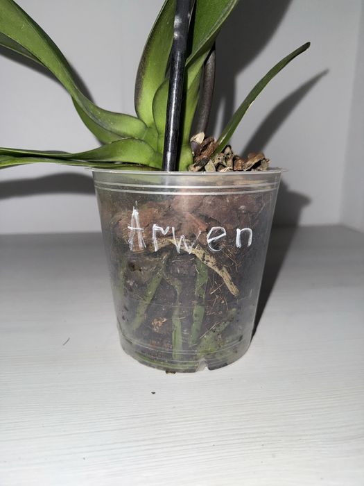 Орхідея Arwen, сортова орхідея, уцінка.