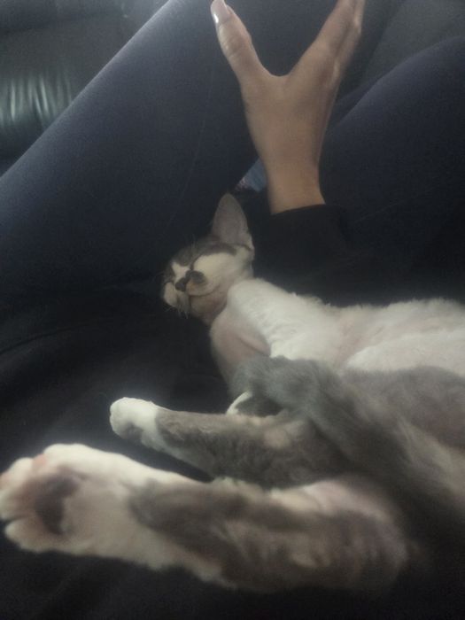 Devon rex najsłodsza kotka