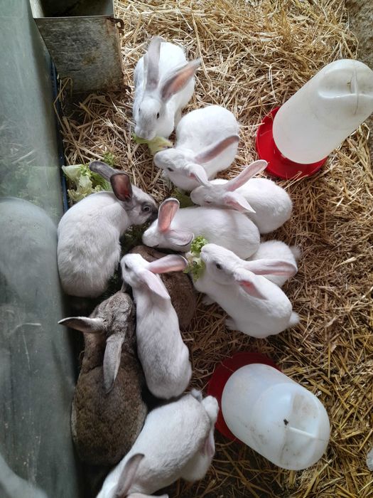 Vendo Coelhos Caseiros