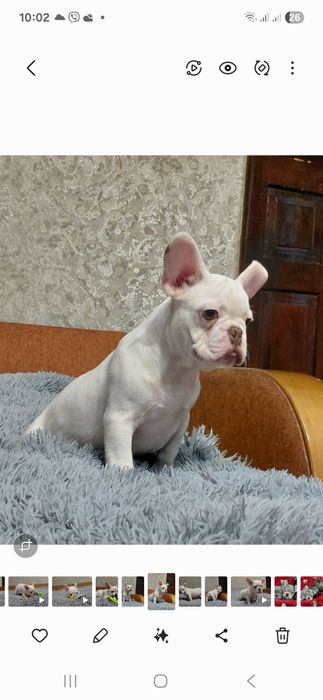 Кремовый французский будьдог