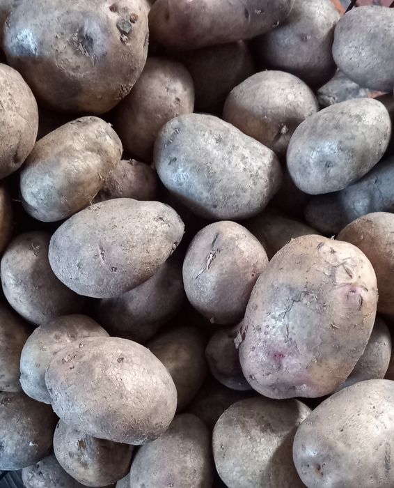 Продам картоплю  велику,  недорого