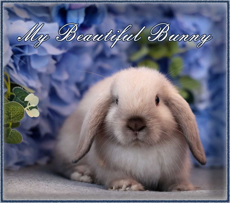 Młody Piękny Królik 100% Mini Lop  - Sallander