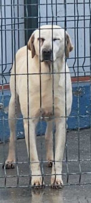 NIKITA (Fêmea, 5/6 Anos, Labrador) - Para Adoção