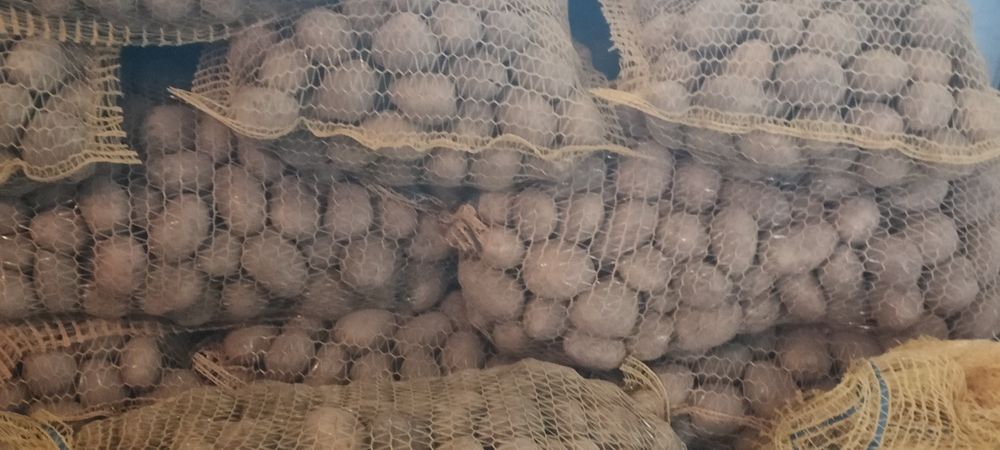 Ziemniaki Lord,Sorają o wielkości sadzeniaka