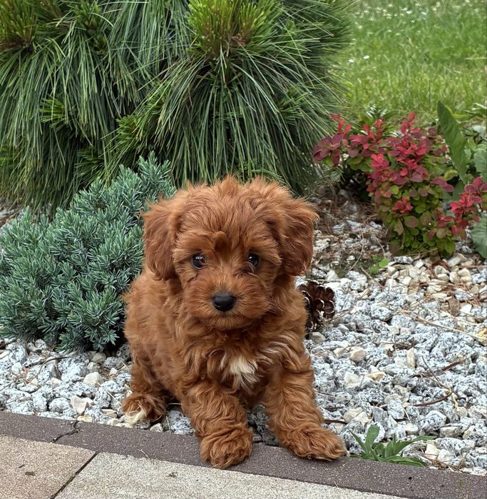 Cavapoo f1b Pudel Toy, Cavalier
