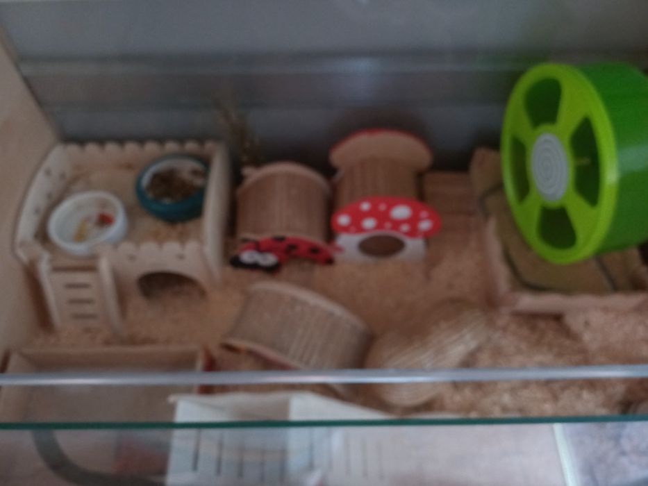 Klatka terrarium dla chomika