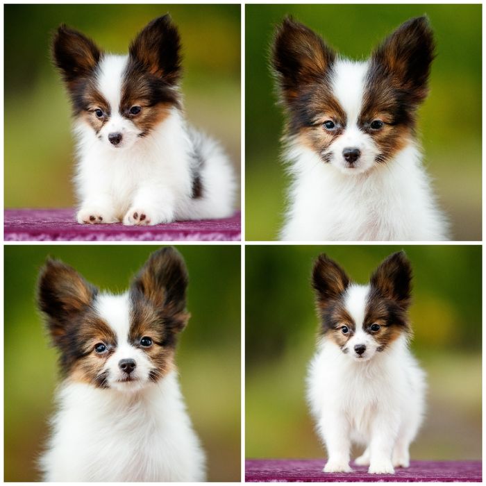 Щенки  папильона