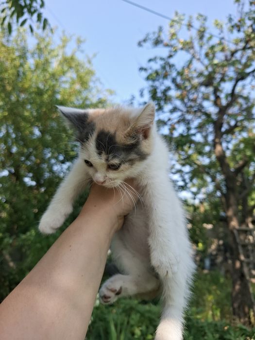 Отдам котят к любящему сердцу котик кошечка котята бесплатно