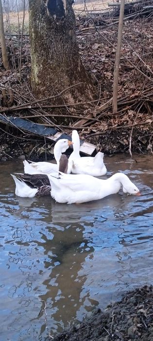 Jaja gęsi chołmogor lęgowe 6 sztuk