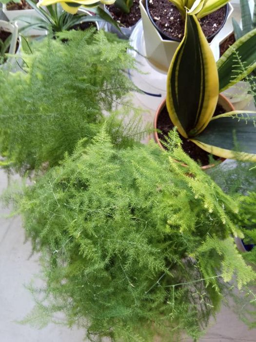 продам хлорофитум бонни океан