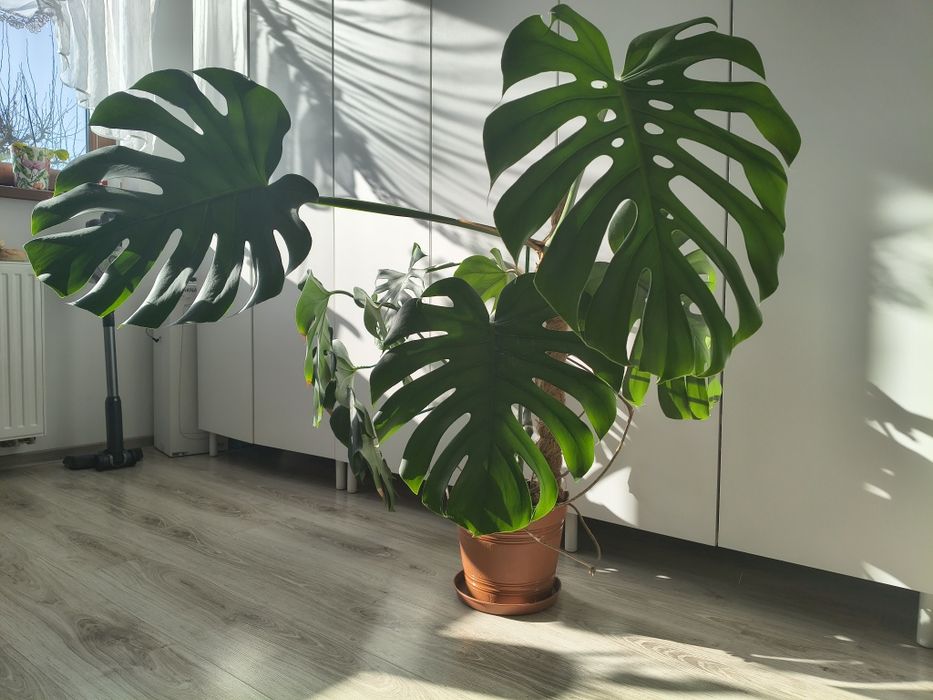 Monstera deliciosa duża
