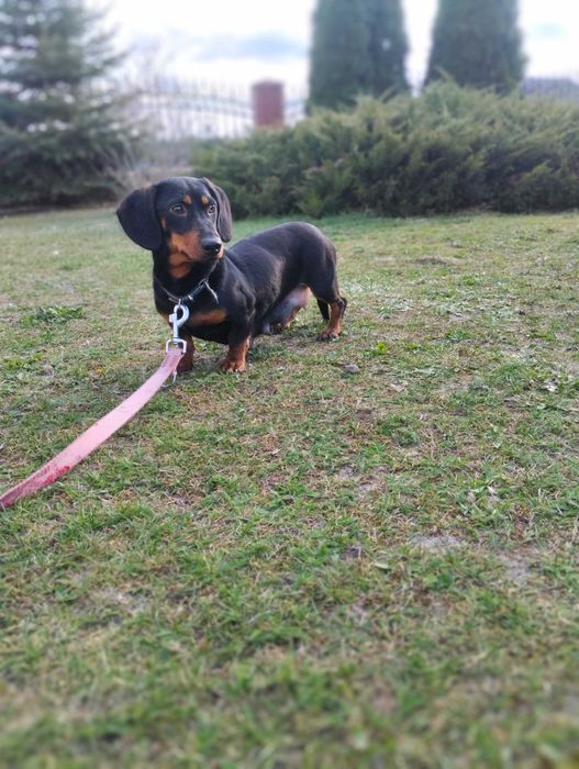 Jamnik szczeniak czarno podpalany