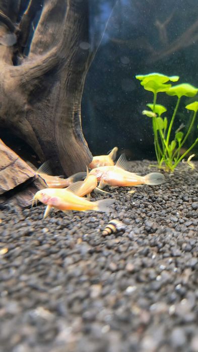 Sprzedam Kirysy Albinos