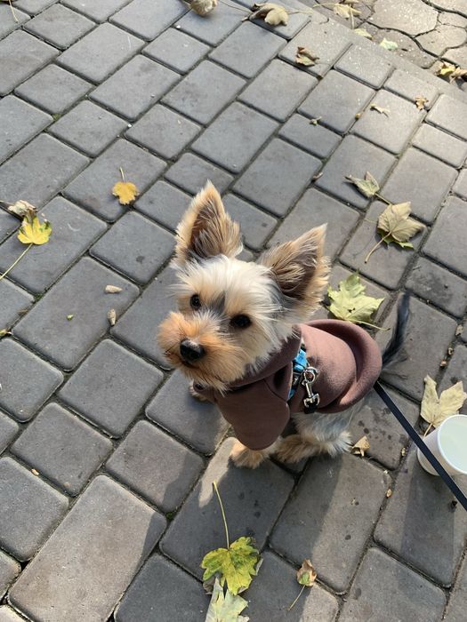 Вʼязка Йорка хлопчик