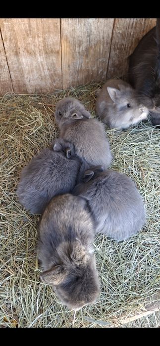 Malutkie lewki miniaturki