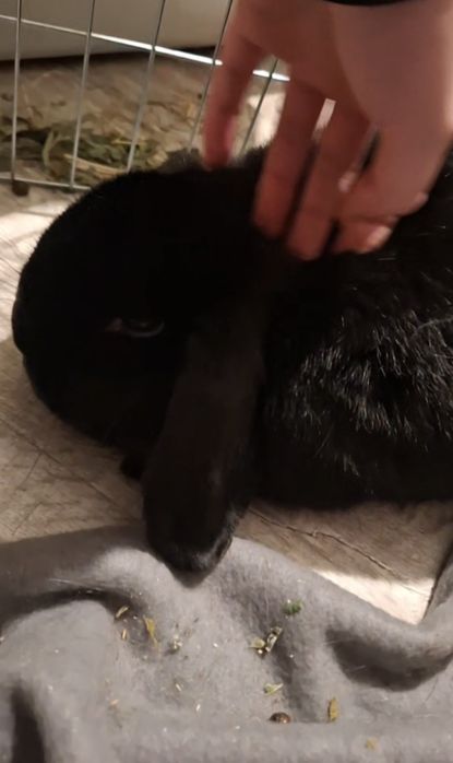 Króliczek szuka domu