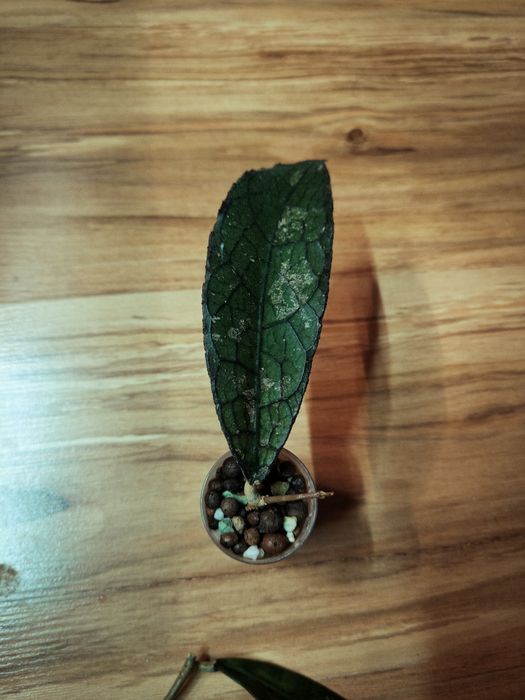 Hoya hoja Clemensiorum Red K2 Verticillata Silver