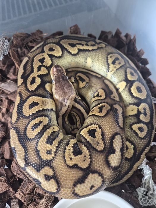 Ghi cypress  pastel clown