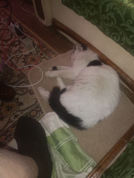 Віддам гарну кішку безкоштовно.