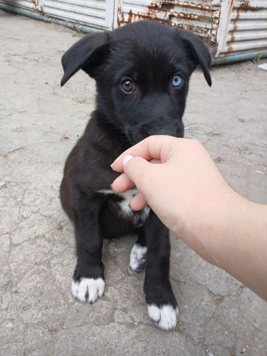 Віддам цуценят в добрі руки