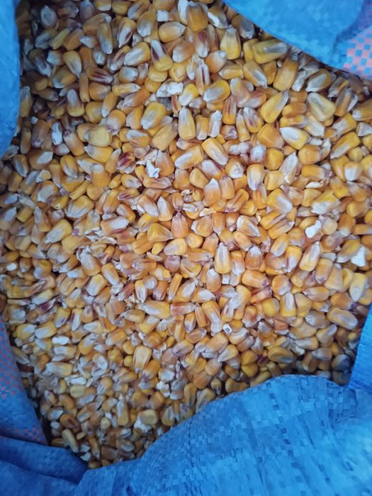 Kukurydza sucha     .