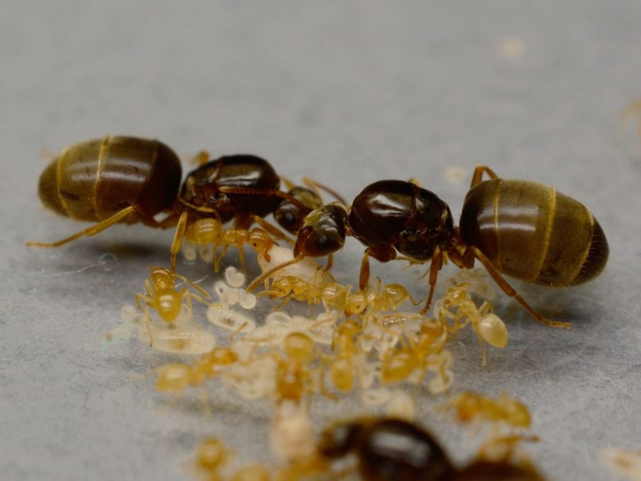 Lasius flavus цікаві місцеві мурахи, интересные местные муравьи
