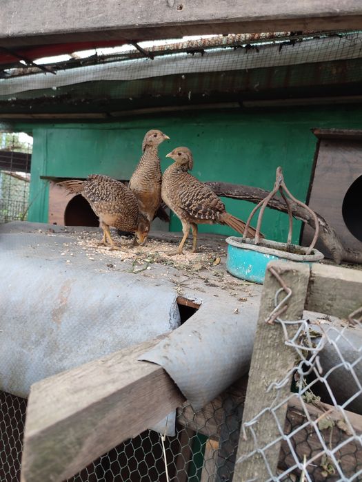 Bazanty złote młode jaja lęgowe