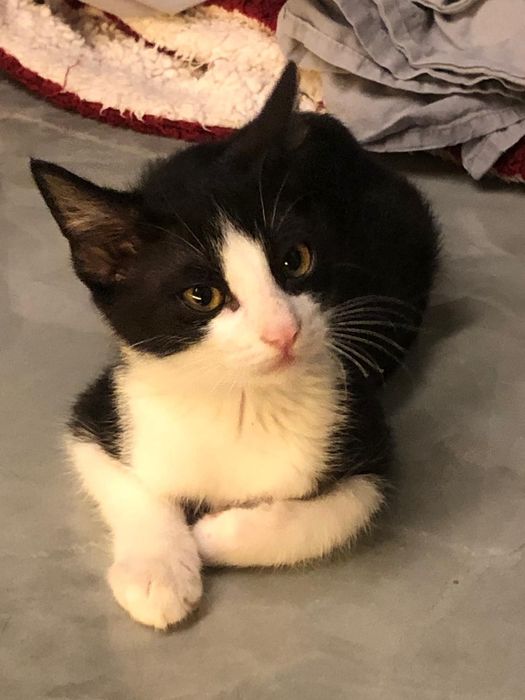 Gatinho preto e branco 2meses muito muito meigo
