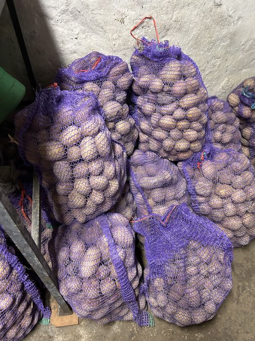 Продам  картоплю  домашню