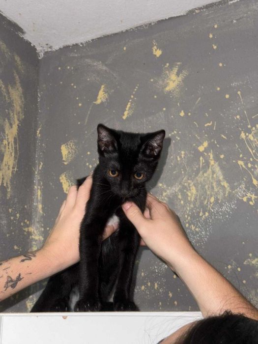 Gata 3 meses e meio