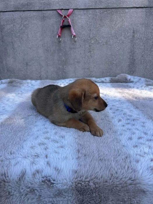 Szczeniaczek do adopcji