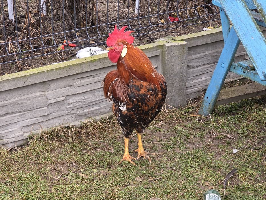 Koguty włoszki włoszka kuropatwiane porcelanowe