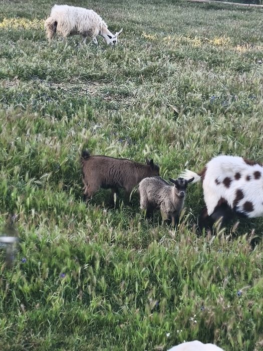 Cabras anãs (um casal)